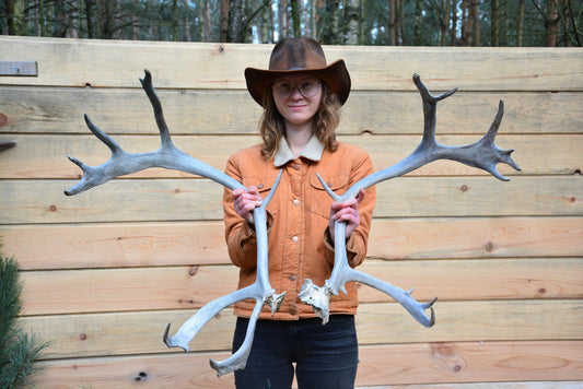 Santa's reindeer, Real European Reindeer antlers (Rangifer tarandus), Perfect Christmas present, HUGE antlers pair