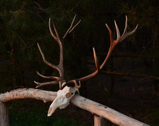 Red Deer Skull Mount – European Antlers Wall Trophy Decor