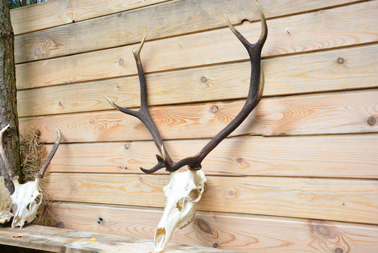 Red Deer Skull Mount – European Antlers Wall Trophy Decor