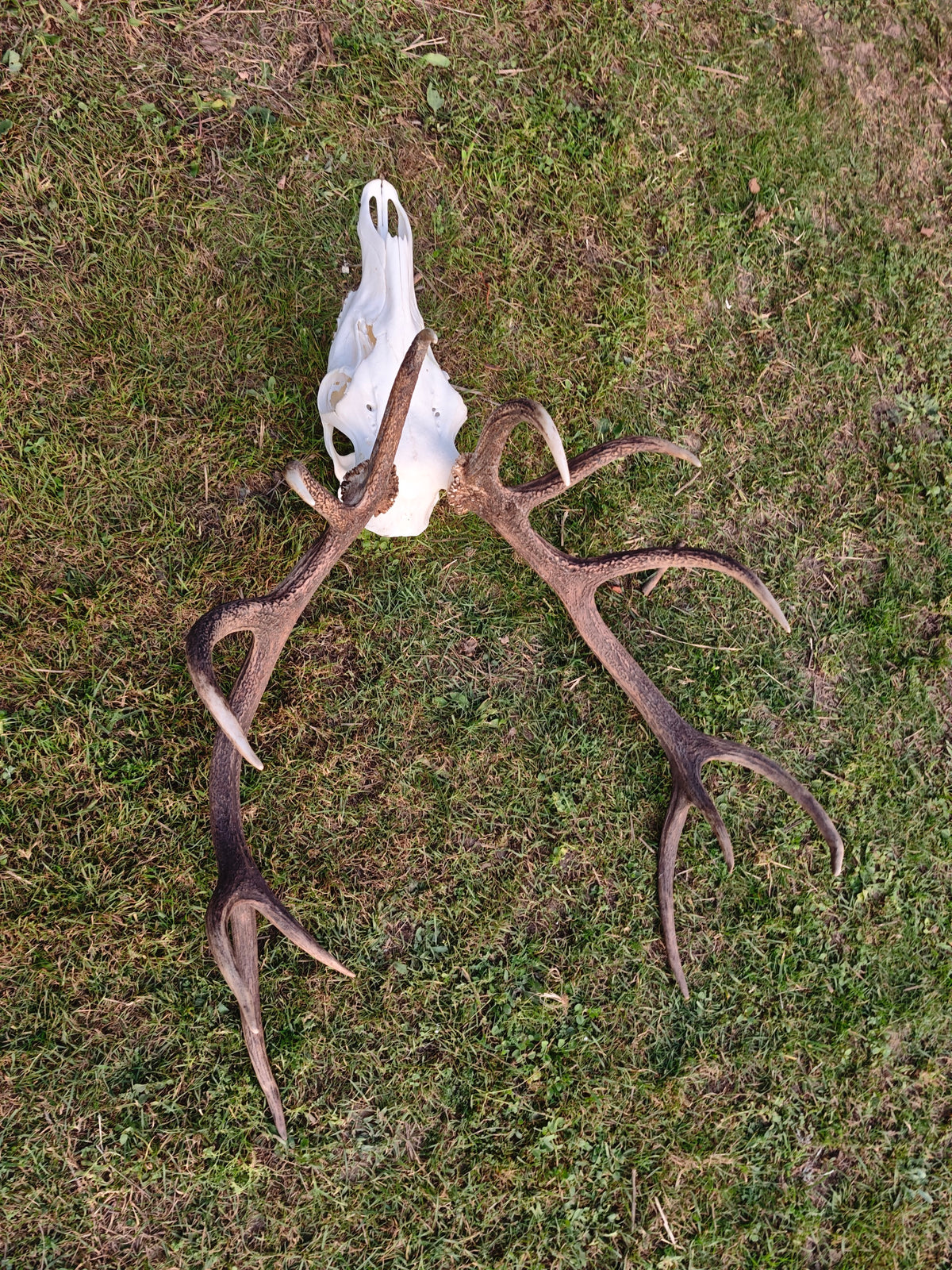 Crâne de cerf empaillé : taxidermie européenne, sculpture sur mesure