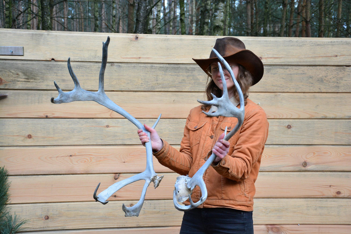 Bois de renne du Père Noël, véritables bois de renne européen (Rangifer tarandus), cadeau de Noël idéal, paire de bois impressionnants