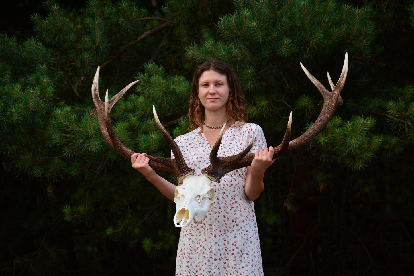 Mounted Red Deer Antlers on Skull: European Mount Taxidermy, Home Decor