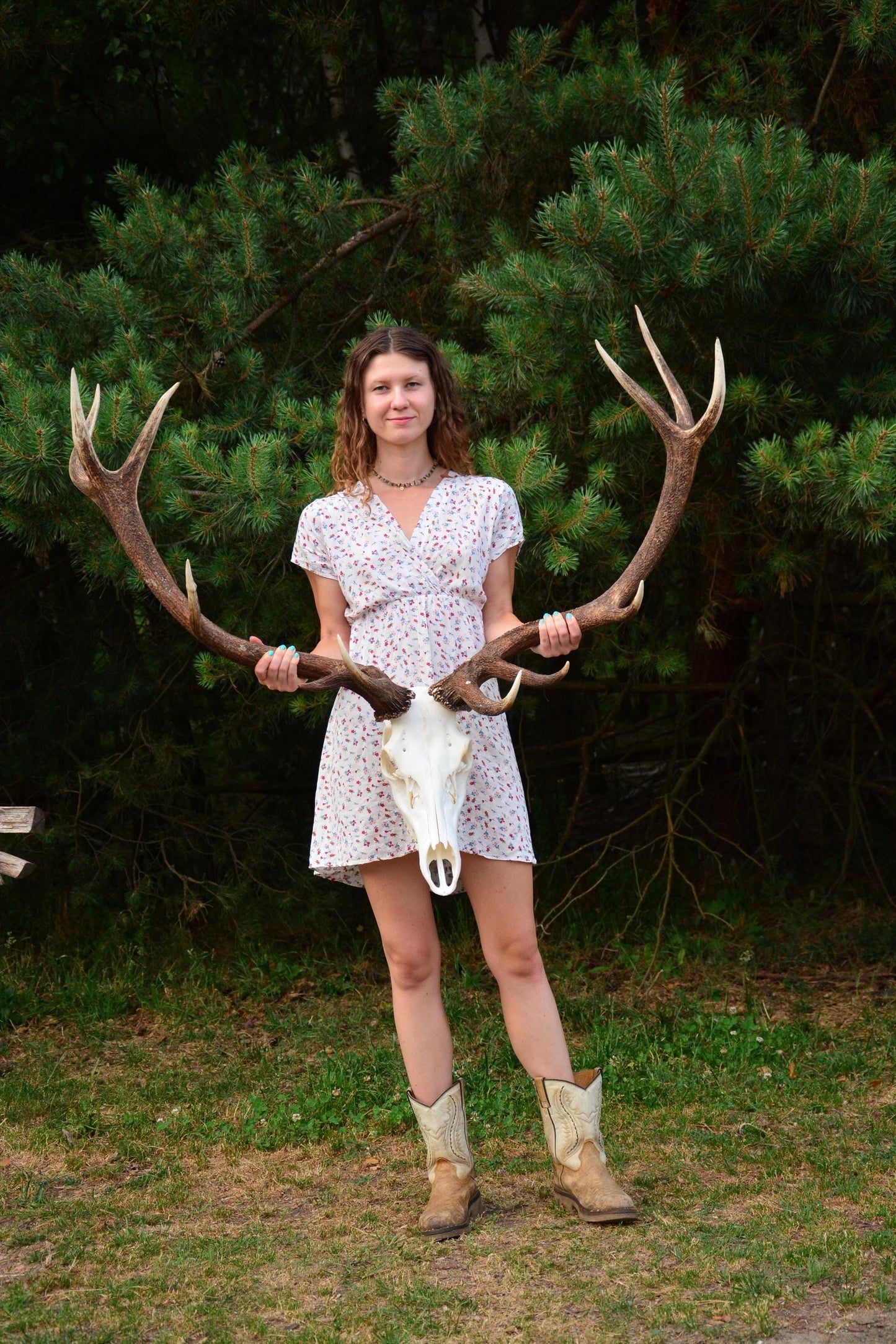 Mounted Red Deer Antlers on Skull: European Mount Taxidermy, Home Decor