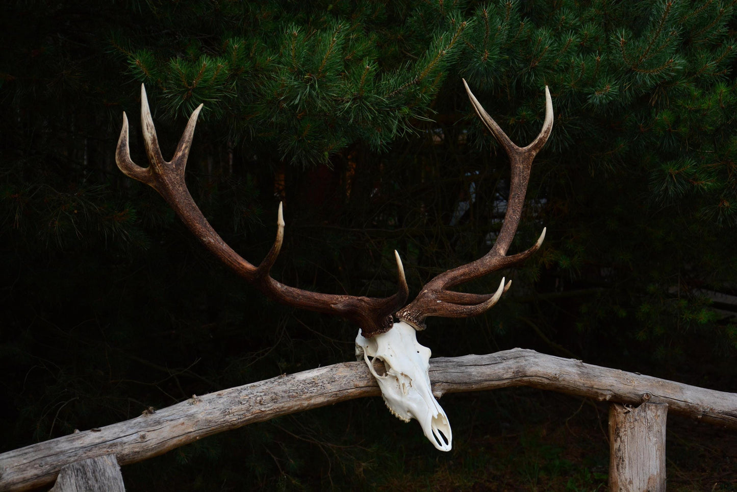 Mounted Red Deer Antlers on Skull: European Mount Taxidermy, Home Decor