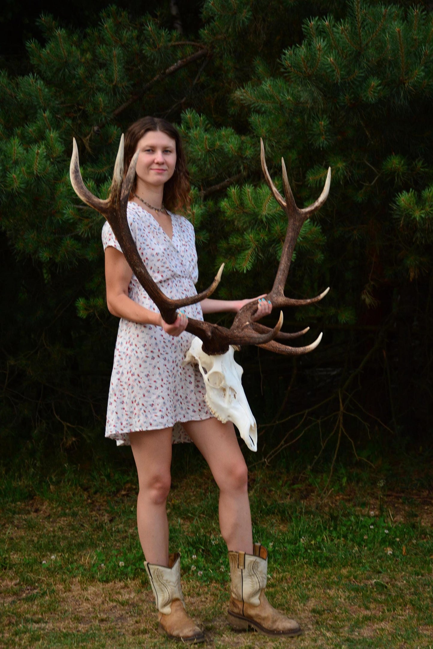 Mounted Red Deer Antlers on Skull: European Mount Taxidermy, Home Decor