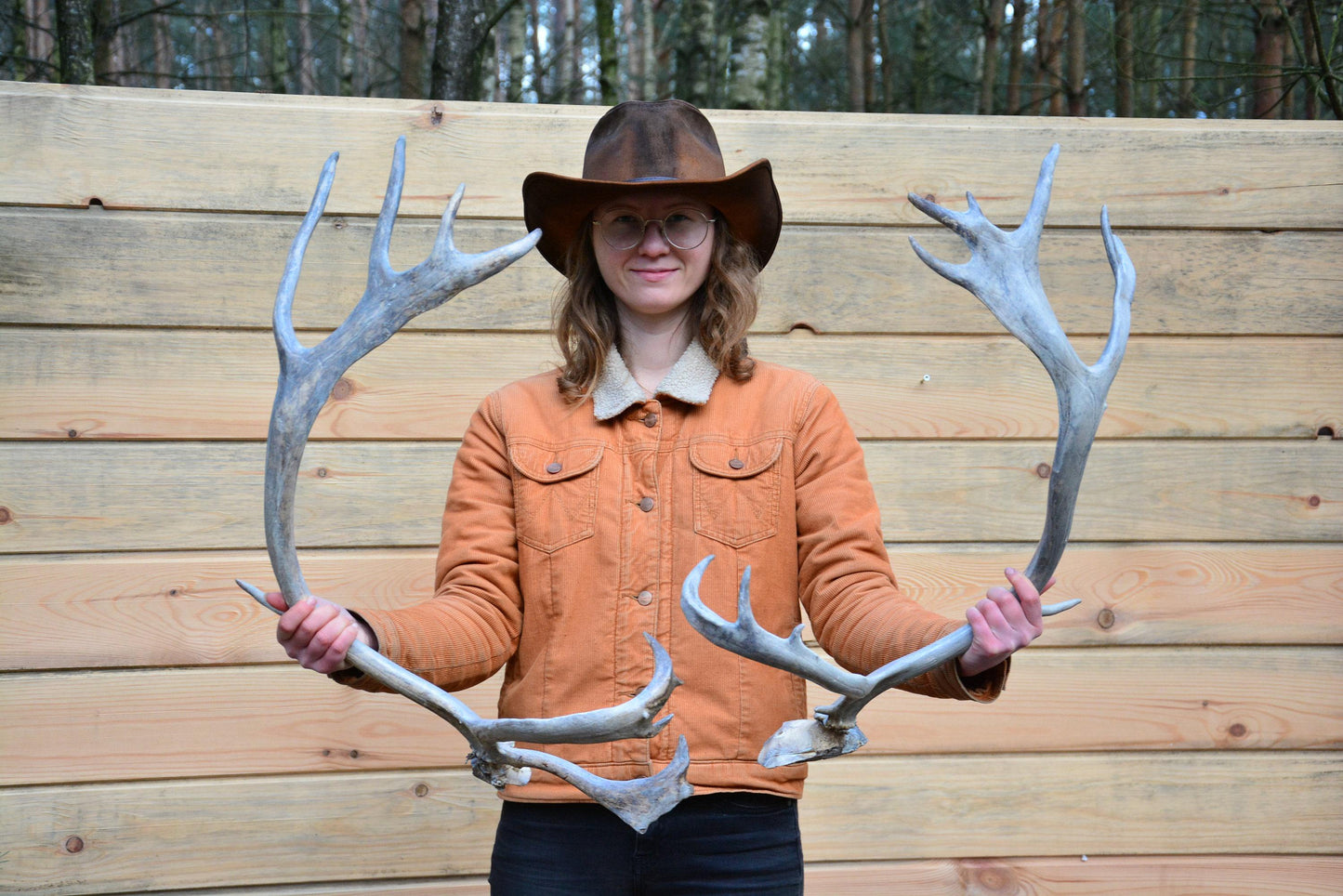 Bois de renne du Père Noël, véritables bois de renne européen (Rangifer tarandus), cadeau de Noël idéal, paire de bois impressionnants