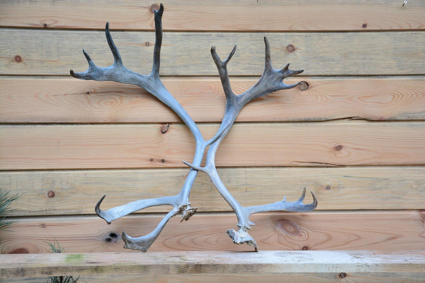 Bois de renne du Père Noël, véritables bois de renne européen (Rangifer tarandus), cadeau de Noël idéal, paire de bois impressionnants