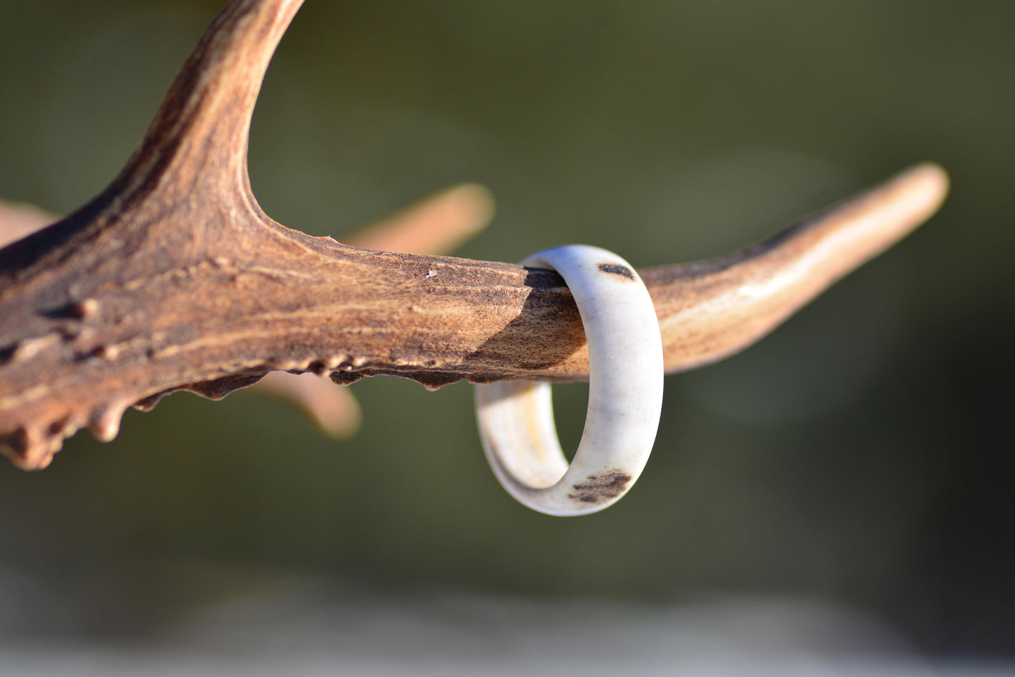 The antler ring - Pure forest
