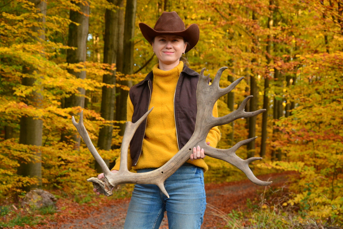 Huge reindeer antler