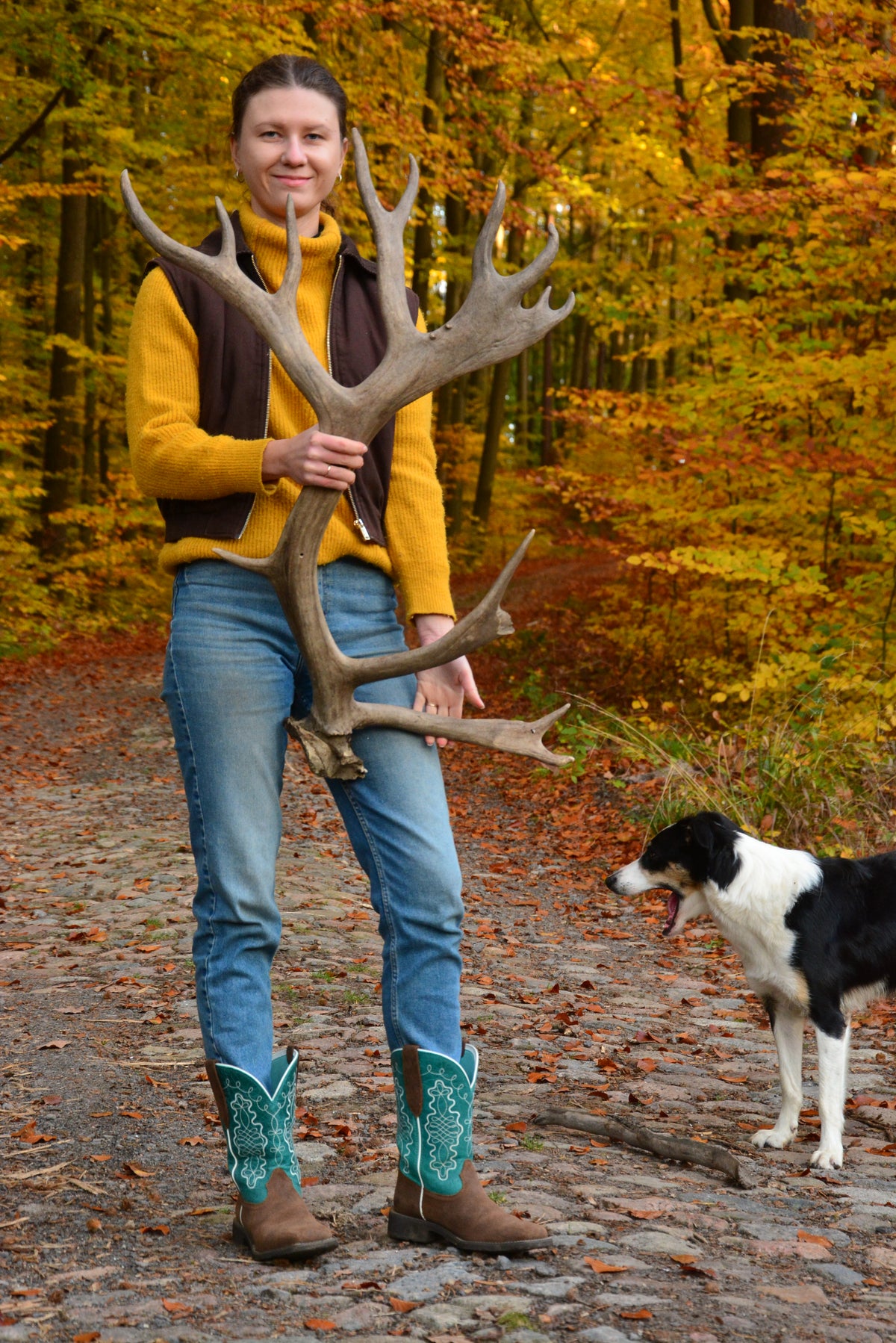 Huge reindeer antler