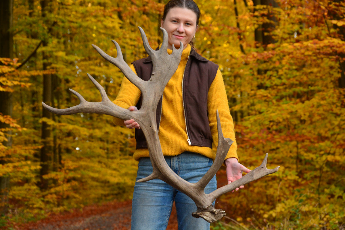 Huge reindeer antler
