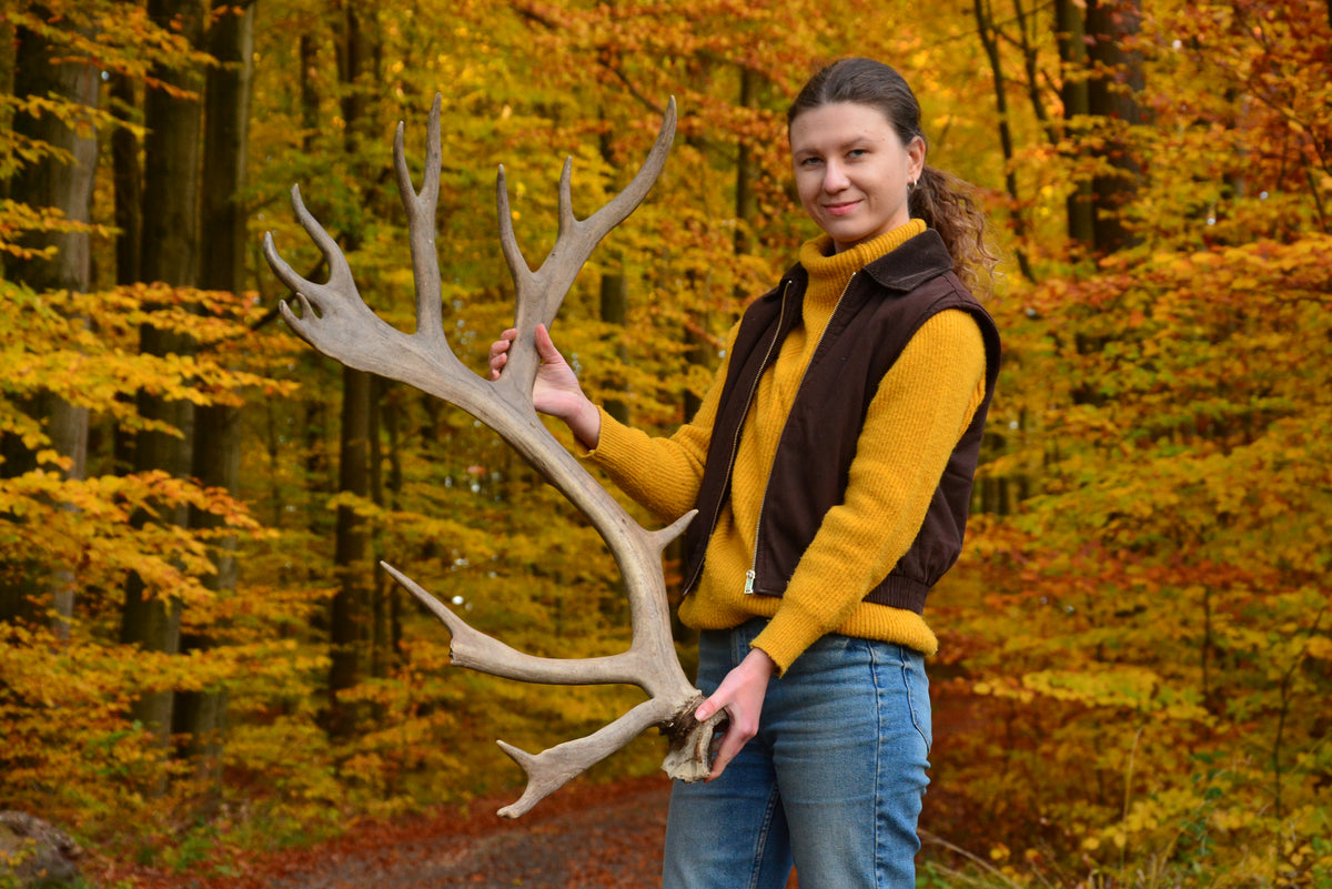 Huge reindeer antler