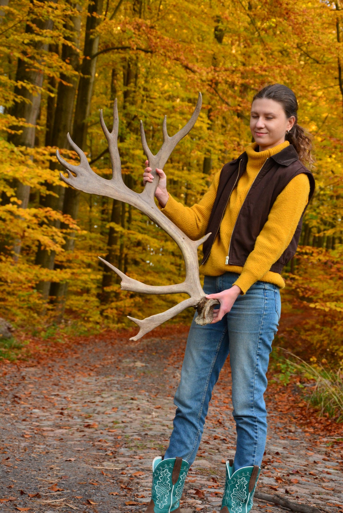 Huge reindeer antler