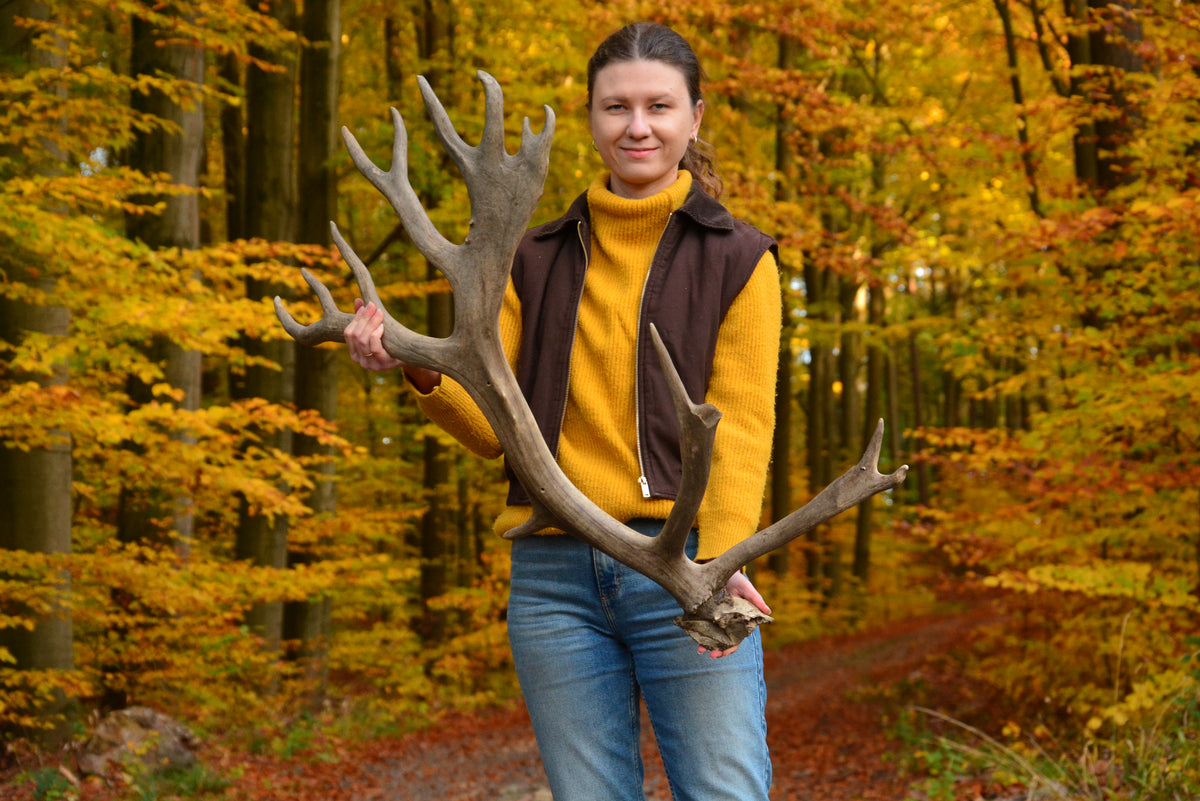 Huge reindeer antler