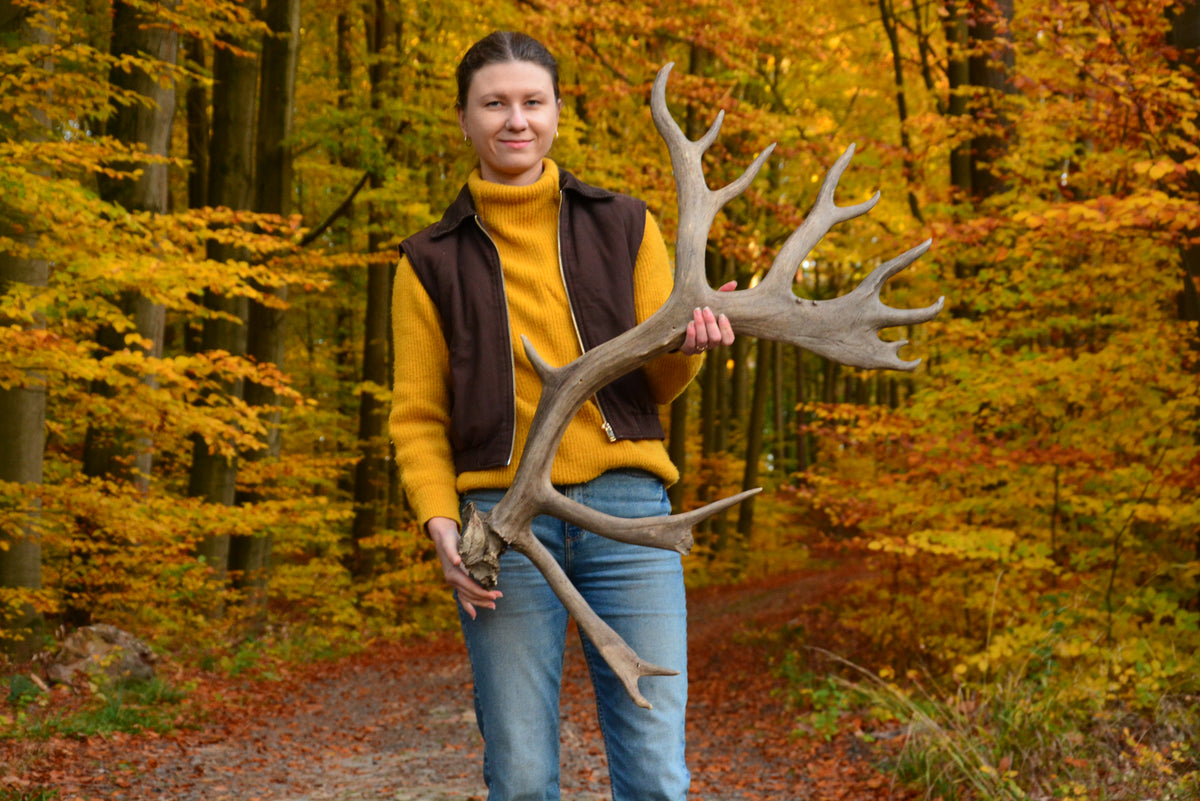 Huge reindeer antler