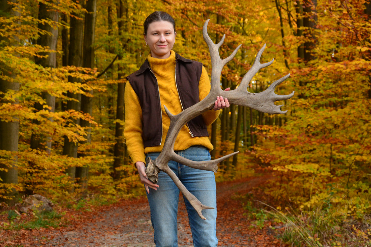 Huge reindeer antler