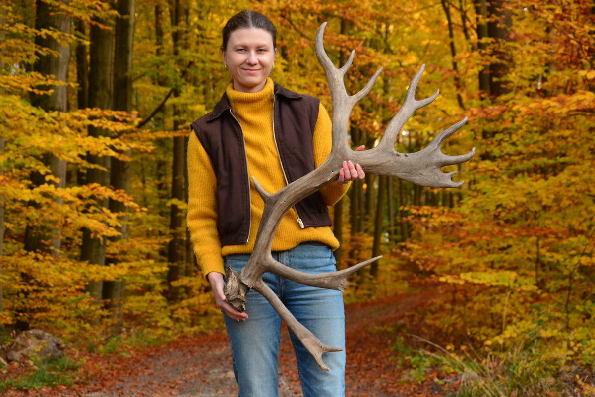 Huge reindeer antler