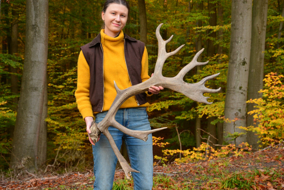 Huge reindeer antler