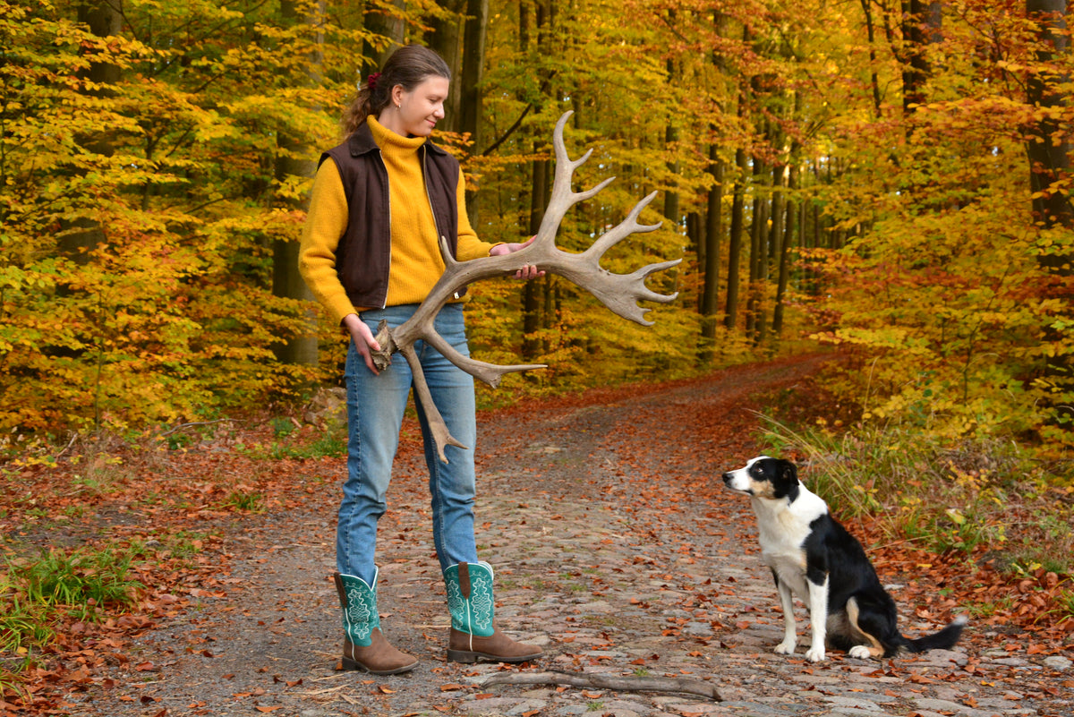 Huge reindeer antler