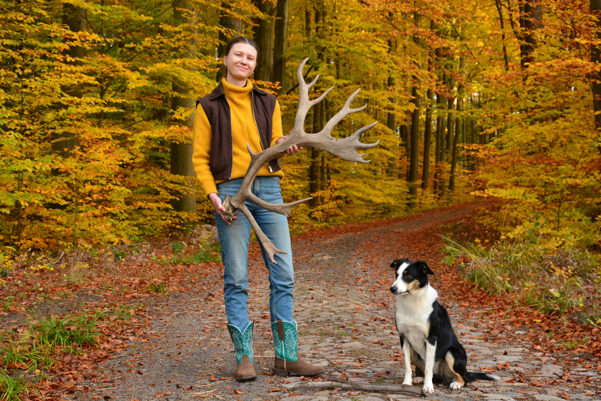 Huge reindeer antler