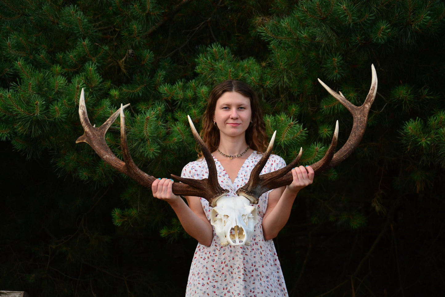 Mounted Red Deer Antlers on Skull: European Mount Taxidermy, Home Decor
