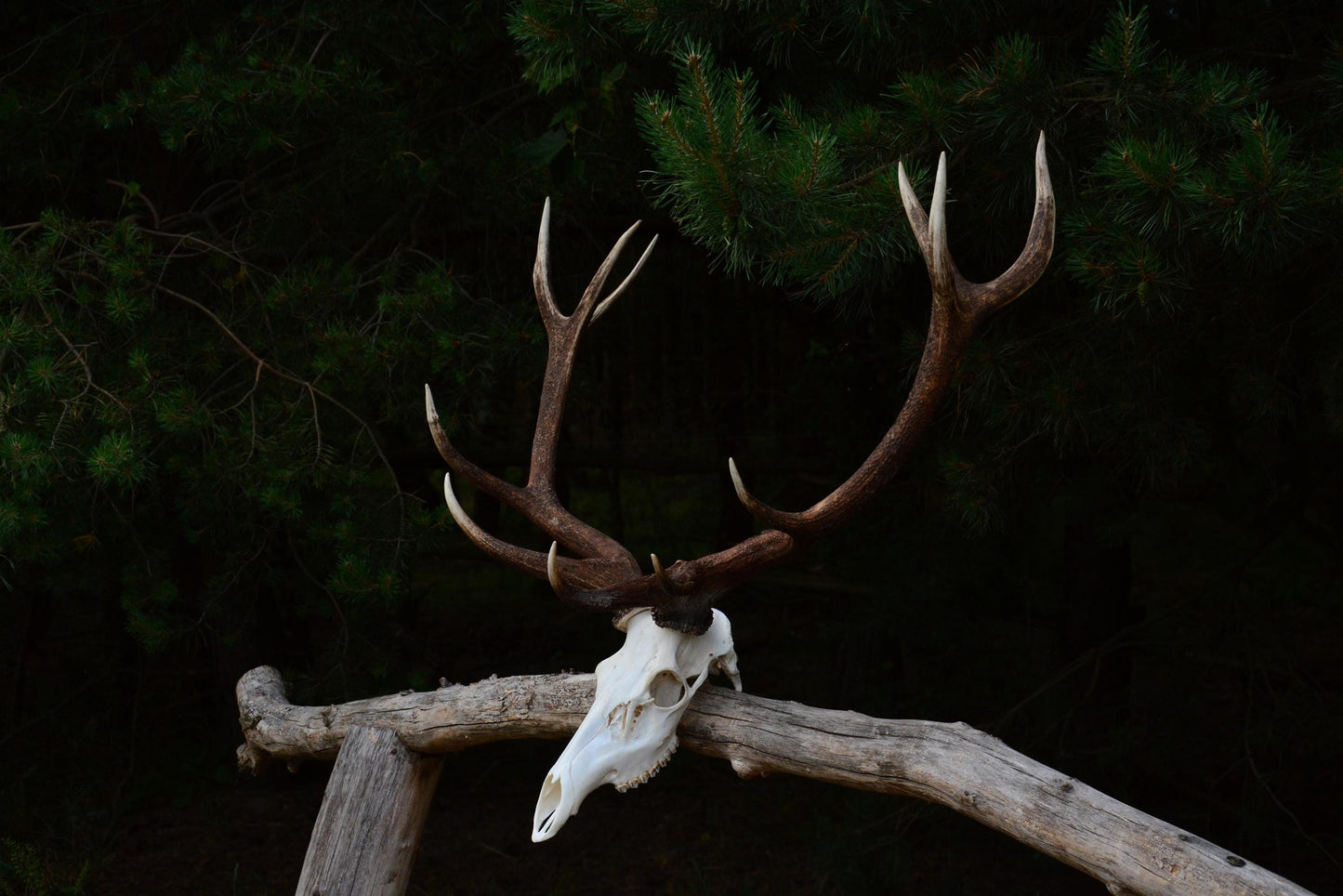Mounted Red Deer Antlers on Skull: European Mount Taxidermy, Home Decor