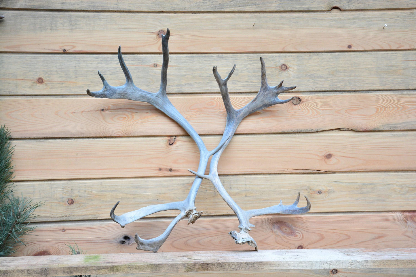 Bois de renne du Père Noël, véritables bois de renne européen (Rangifer tarandus), cadeau de Noël idéal, paire de bois impressionnants