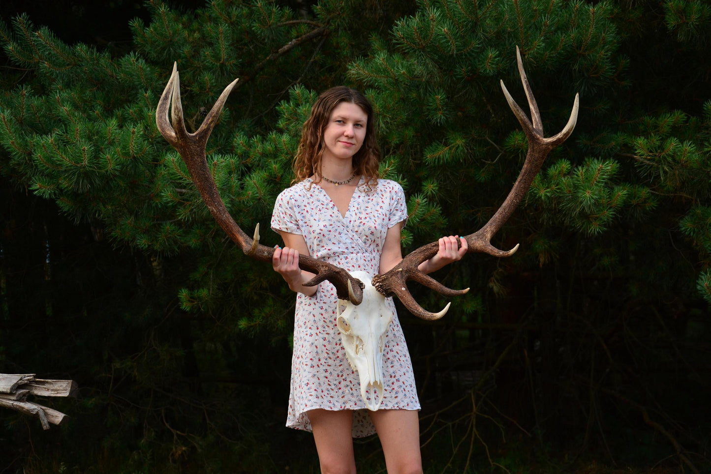 Mounted Red Deer Antlers on Skull: European Mount Taxidermy, Home Decor