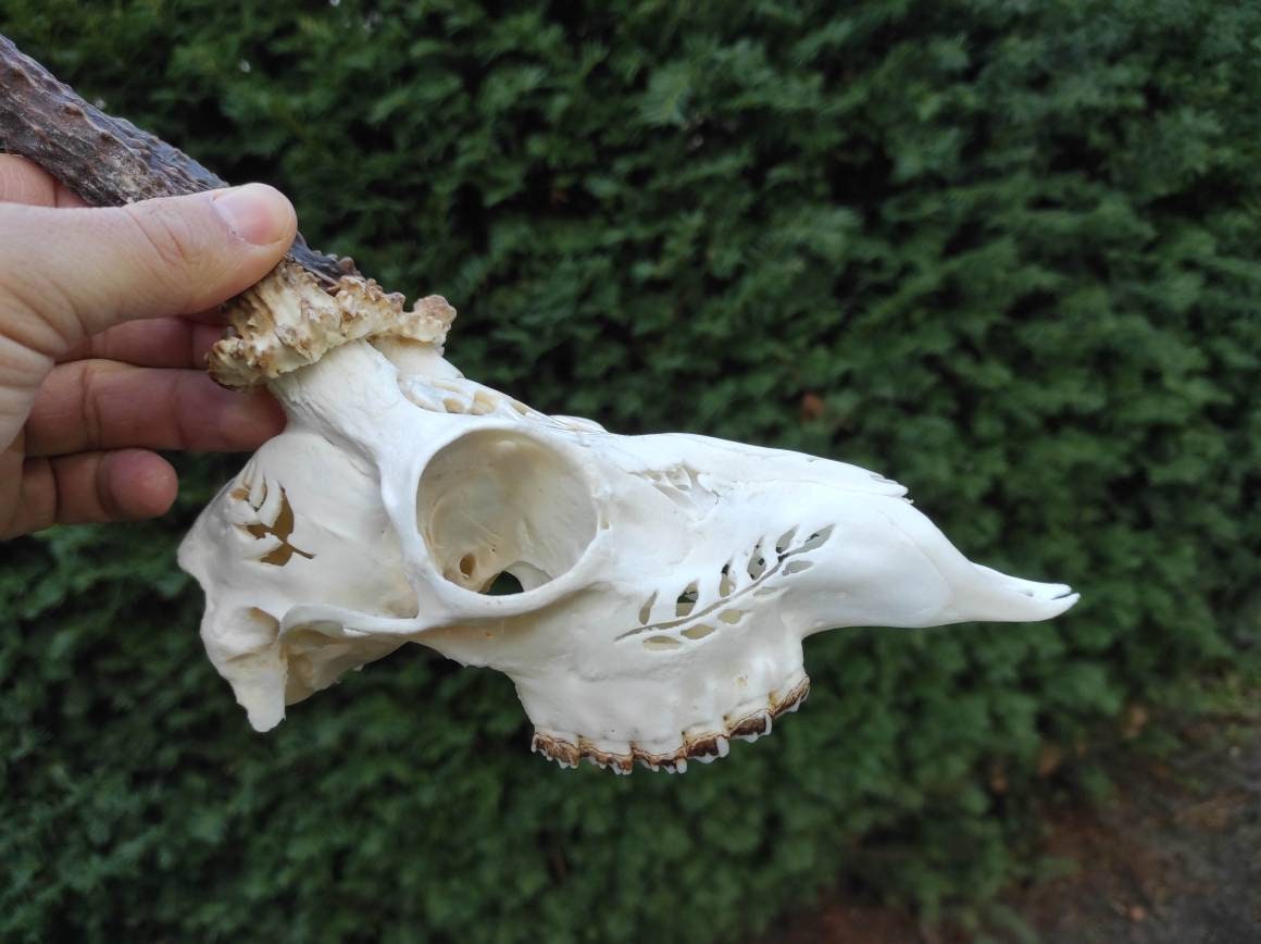The Swallow