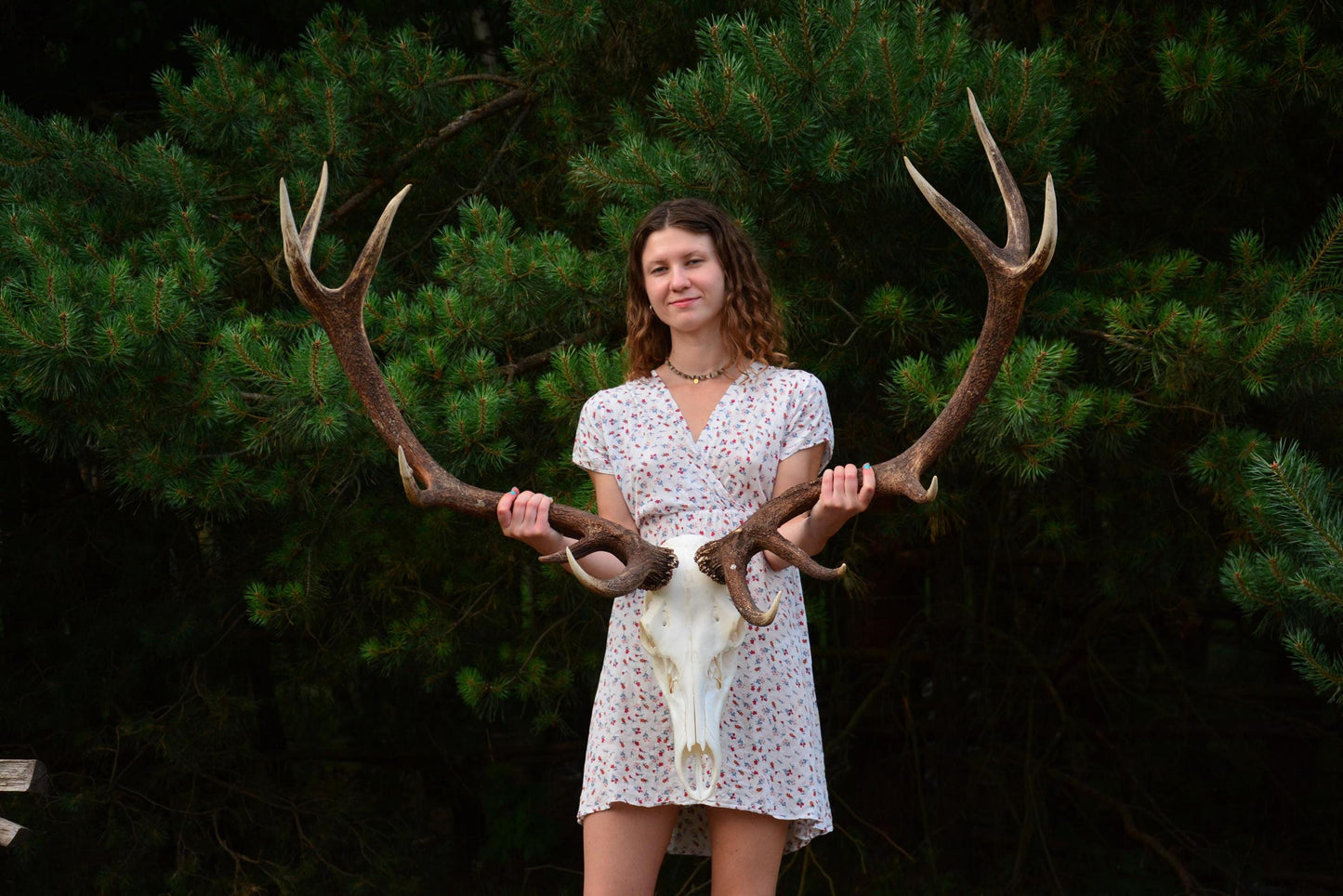 Mounted Red Deer Antlers on Skull: European Mount Taxidermy, Home Decor