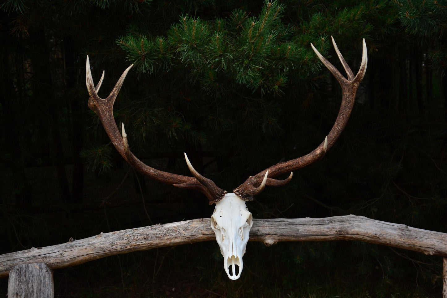 Mounted Red Deer Antlers on Skull: European Mount Taxidermy, Home Decor