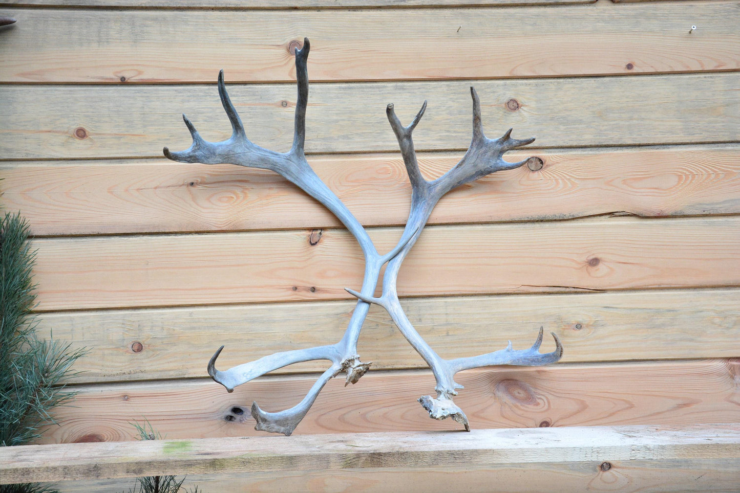 Bois de renne du Père Noël, véritables bois de renne européen (Rangifer tarandus), cadeau de Noël idéal, paire de bois impressionnants