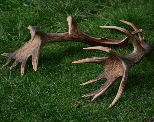 Red Deer Antlers: Rare Trophies, Rustic Home Decor (3 Piece)