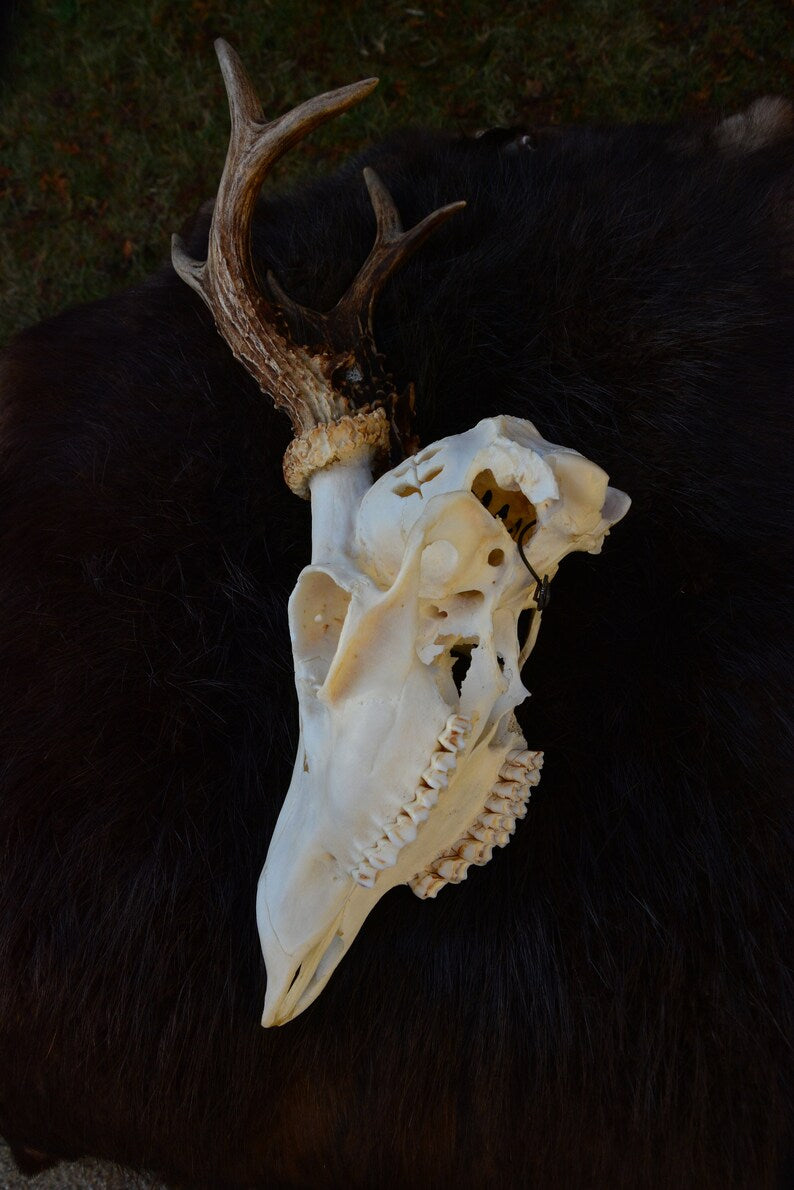 Engraved Roe Deer Skull with Labradorite Gemstone