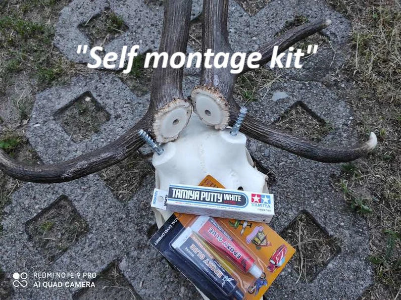 Red Deer Skull Mount – European Antlers Wall Trophy Decor