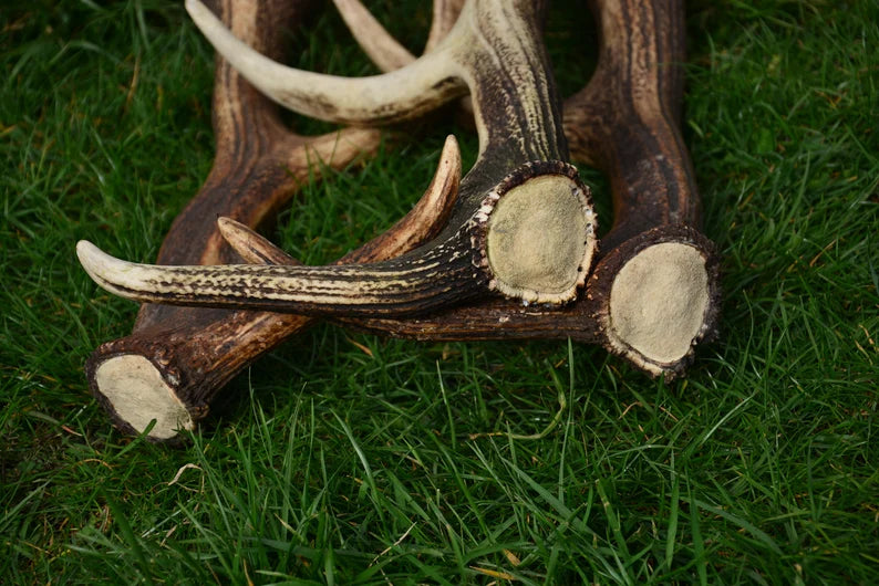 Red Deer Antlers: Rare Trophies, Rustic Home Decor (3 Piece)