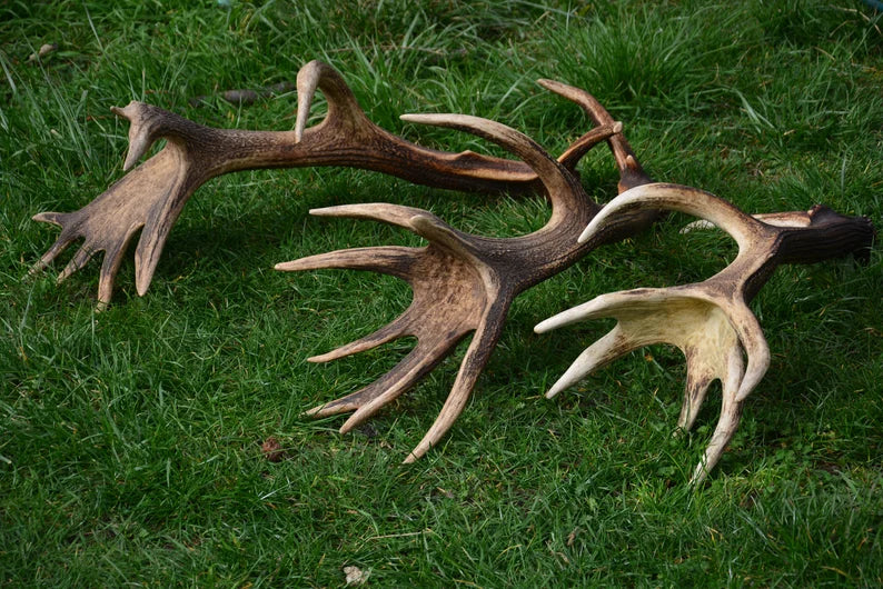 Red Deer Antlers: Rare Trophies, Rustic Home Decor (3 Piece)