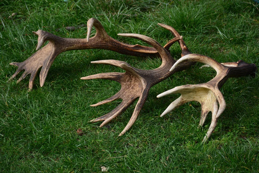 Red Deer Antlers: Rare Trophies, Rustic Home Decor (3 Piece)