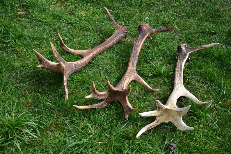Red Deer Antlers: Rare Trophies, Rustic Home Decor (3 Piece)