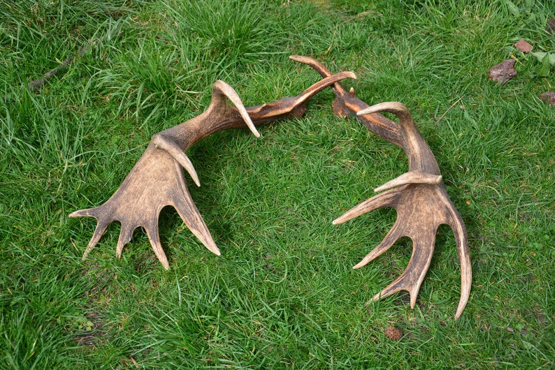 Red Deer Antlers: Rare Trophies, Rustic Home Decor (3 Piece)