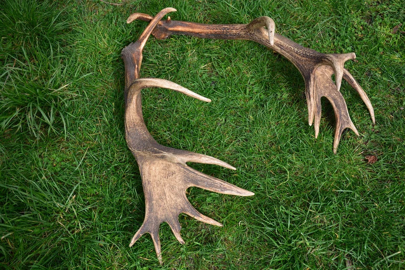 Red Deer Antlers: Rare Trophies, Rustic Home Decor (3 Piece)