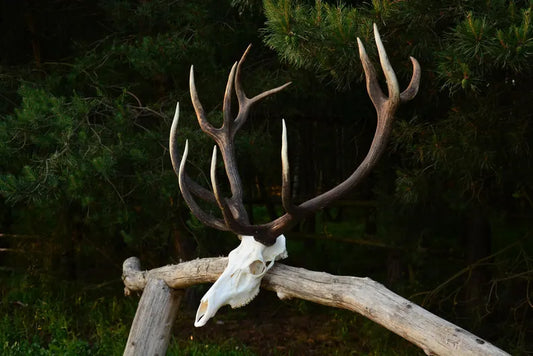 Red Deer Skull Mount – European Antlers Wall Trophy Decor