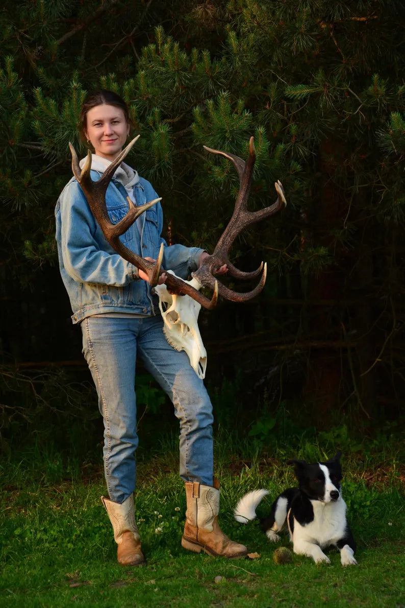 Red Deer Skull Mount – European Antlers Wall Trophy Decor