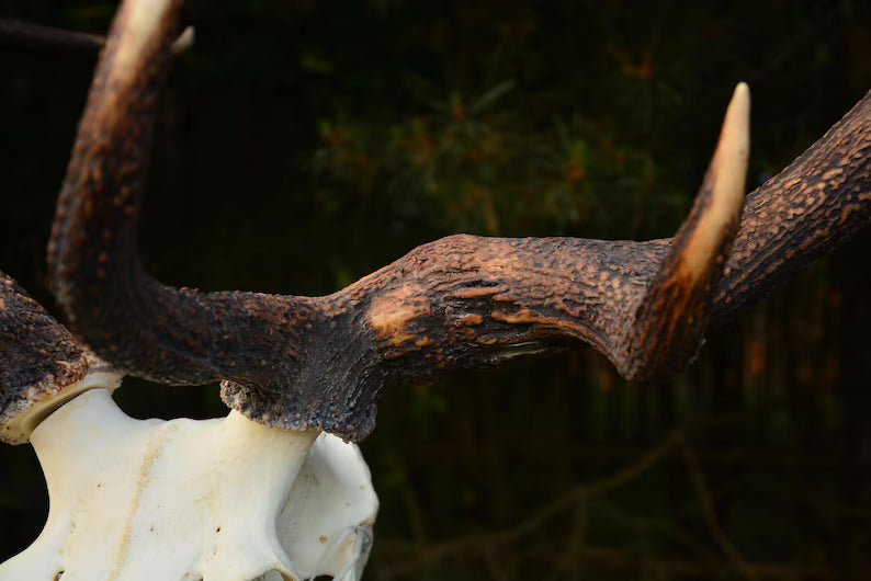 Red Deer Skull Mount – European Antlers Wall Trophy Decor