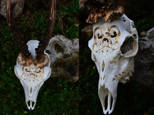 The Swallow Carved Roe Deer Skull