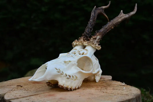 The Swallow Carved Roe Deer Skull