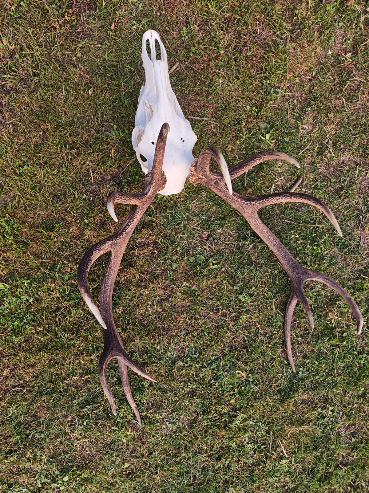 Crâne de cerf empaillé : taxidermie européenne, sculpture sur mesure