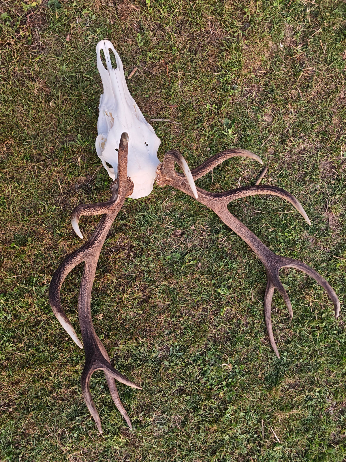Crâne de cerf empaillé : taxidermie européenne, sculpture sur mesure