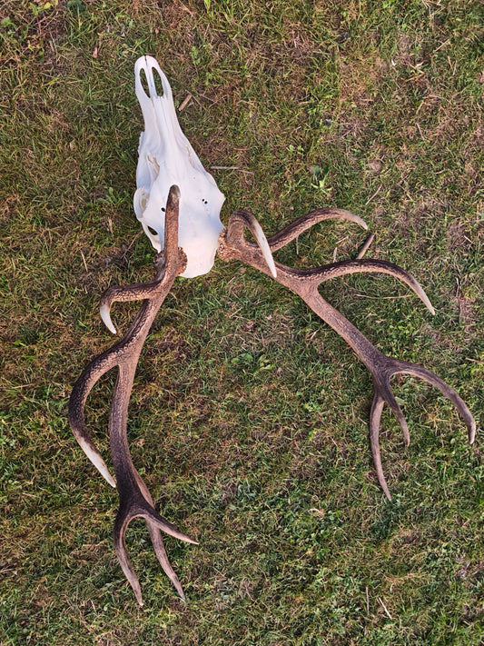 Red Deer Skull Mount: European Taxidermy, Custom Carving