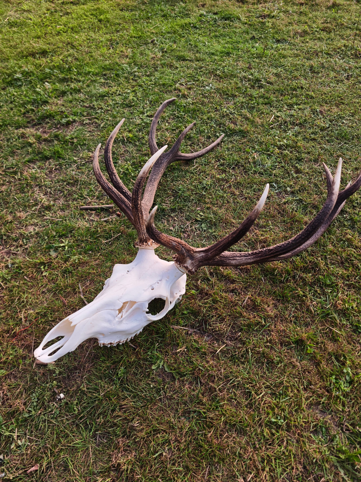 Crâne de cerf empaillé : taxidermie européenne, sculpture sur mesure